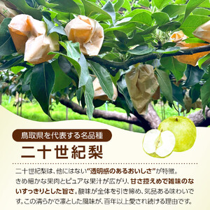 1263.【2026年度発送先行予約】数量限定　二十世紀梨　3kg