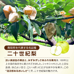 1264.【2026年度発送先行予約】訳あり　二十世紀梨　5kg