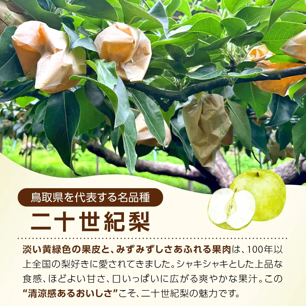 【先行予約】訳あり 二十世紀梨 3kg 梨