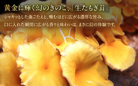 国産 生たもぎ茸 100g×10パック タモギ茸