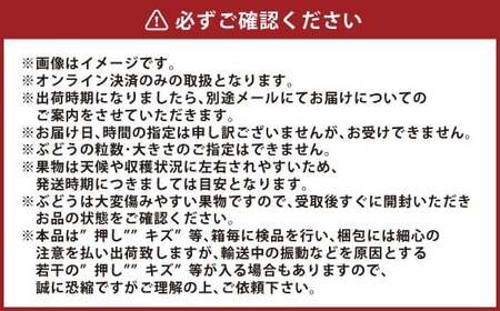 ぶどう 2026年 先行予約 ニュー ピオーネ 1房 600g以上 【2026年8月下旬～9月下旬 発送予定】 ブドウ 葡萄 岡山県産 国産 フルーツ 果物 ギフト 環山堂 くだもの お取り寄せ 贈り物 ギフト 国産
