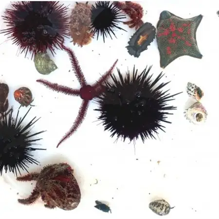 「海のミュージアム 磯の生物観察会・海の自然実感教室」参加費1000円分クーポン【1697092】