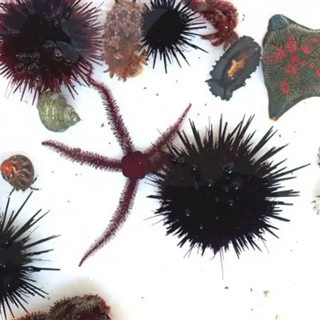 「海のミュージアム 磯の生物観察会・海の自然実感教室」参加費2000円分クーポン【1697094】
