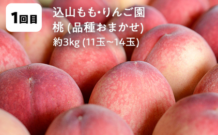 【2026年から発送開始】鏡石町 まきばのフルーツ定期便（桃 約3kg・シャインマスカット2房）モモ もも ブドウ ぶどう 福島県 鏡石町 F6Q-423
