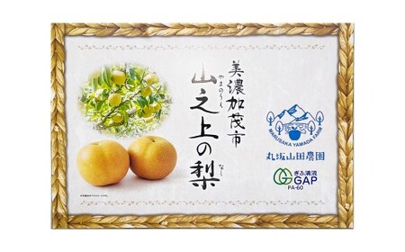 《先行予約》｢丸坂山田農園｣山之上梨 長寿 1箱 （ 約2.5kg ／ 5～8玉 ） 【2026年7月下旬～8月上旬 発送予定】