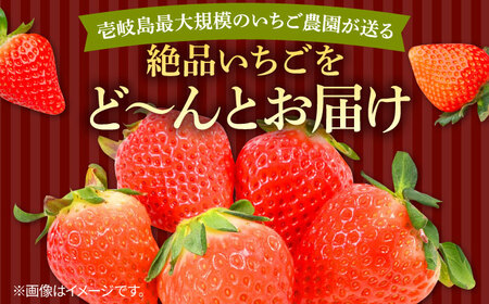 【先行予約】【訳あり/簡易包装】【全3回定期便】ゆめのか 約250g×4パック【2027年1月以降順次発送】【Strawberry Gang】 [JEM004] イチゴ 苺 訳あり