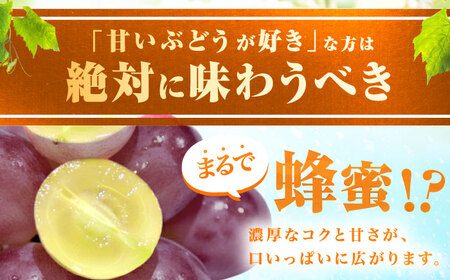 【先行予約 8月下旬発送】富士の輝 1房（約700g） ぶどう / ブドウ 葡萄 シャインマスカット[AFCK001]