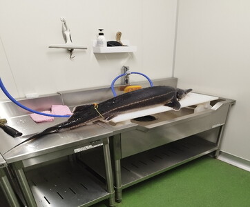 栃木県鹿沼市産フレッシュキャビア TOCHIGICAVIAR「K」 20g ｜ 国産 キャビア チョウザメ 魚卵 高級 グルメ 魚介  お祝い 記念日 冷凍 珍味