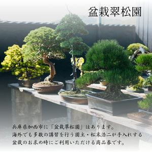 盆栽 翠松園 商品クーポン券 30,000円分 植物 観葉植物 園芸 商品券 兵庫県