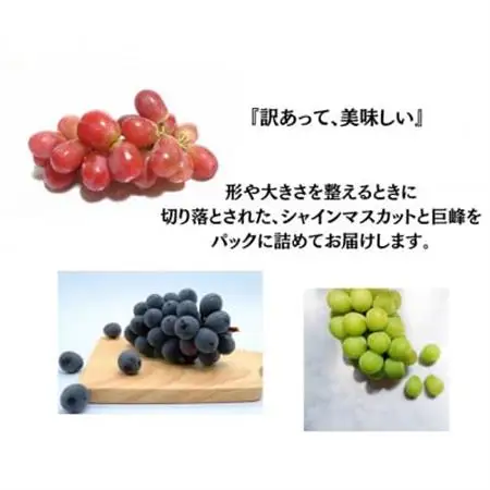 【2026年発送】訳あり 葡萄3品種 粒シャインマスカット 黒ぶどう 赤ぶどう 計1kg【配送不可地域：離島・沖縄県】【1703902】