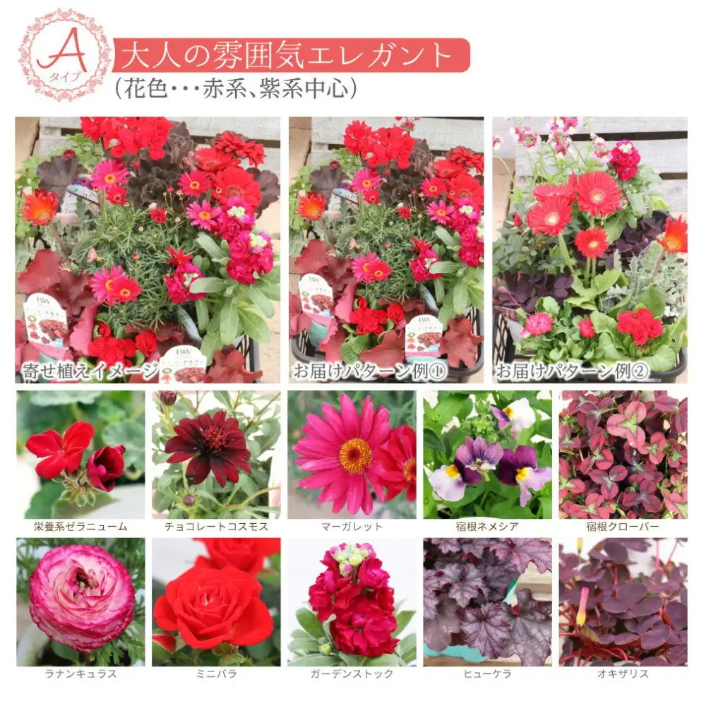 エレガントな花苗セットA【花苗 花 季節の花 花セット ガーデニング 家庭菜園 園芸 初夏 夏 花壇 庭 鉢 玄関 プランター 寄せ植え おうち時間 趣味 ベランダ 土っ子倶楽部 プレゼント ギフト 】
