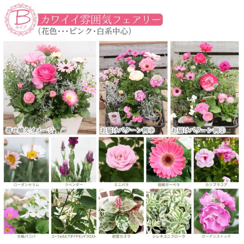 フェアリーな花苗セットB【花苗 花 季節の花 花セット ガーデニング 家庭菜園 園芸 初夏 夏 花壇 庭 鉢 玄関 プランター 寄せ植え おうち時間 趣味 ベランダ 土っ子倶楽部 プレゼント ギフト 】