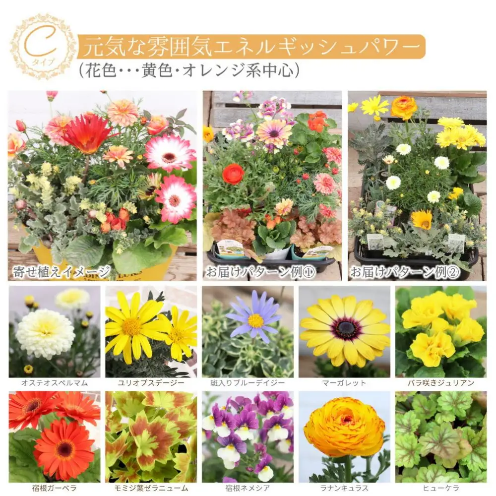 エネルギッシュな花苗セットC【花苗 花 季節の花 花セット ガーデニング 家庭菜園 園芸 初夏 夏 花壇 庭 鉢 玄関 プランター 寄せ植え おうち時間 趣味 ベランダ 土っ子倶楽部 プレゼント ギフト 】