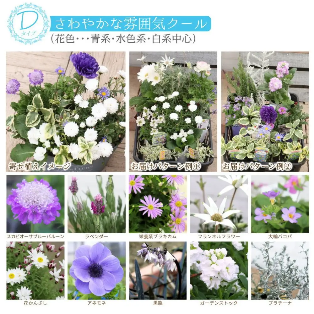 クールな花苗セットD【花苗 花 季節の花 花セット ガーデニング 家庭菜園 園芸 初夏 夏 花壇 庭 鉢 玄関 プランター 寄せ植え おうち時間 趣味 ベランダ 土っ子倶楽部 プレゼント ギフト 】