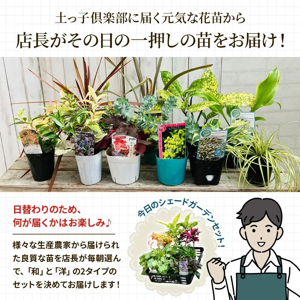 日陰で育つシェードガーデン（和風）セット【ガーデニング 家庭菜園 園芸 初夏 夏 花壇 庭 鉢 玄関 プランター 寄せ植え おうち時間 趣味 ベランダ 土っ子倶楽部 プレゼント ギフト 】
