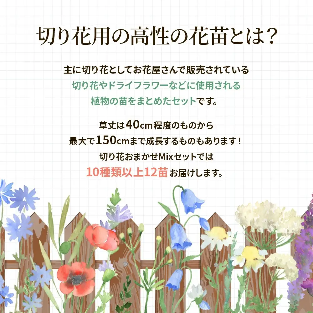 季節の切り花苗 お任せ12ポットmixセット【 花苗セット 花 季節の花 花セット ガーデニング 家庭菜園 園芸 初夏 夏 花壇 庭 鉢 玄関 プランター 寄せ植え おうち時間 趣味 ベランダ 土っ子倶楽部 プレゼント ギフト 】