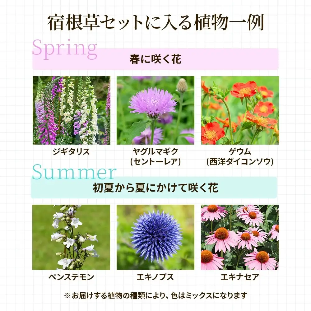 季節の宿根草 お任せ7ポットmixセット【切り花苗 花苗 花苗セット 花 季節の花 花セット ガーデニング 家庭菜園 園芸 初夏 夏 花壇 庭 鉢 玄関 プランター 寄せ植え おうち時間 趣味 ベランダ 土っ子倶楽部 プレゼント ギフト 】