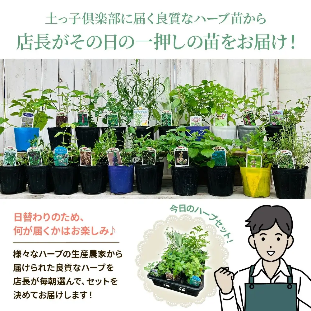 季節のハーブ苗お任せ12ポットmixセット【ハーブ ハーブ苗 花苗 花苗セット 花 季節の花 花セット ガーデニング 家庭菜園 園芸 初夏 夏 花壇 庭 鉢 玄関 プランター 寄せ植え おうち時間 趣味 ベランダ 土っ子倶楽部 プレゼント ギフト 】