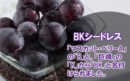 テレビで紹介されました！【先行予約】【令和8年発送】農家直送！ 新鮮！ 朝づみぶどう BKシードレス 種なし 1.5kg フルーツ 果物 贈答 大分県産 採れたて_2657R-2
