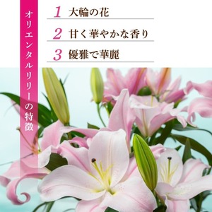  ユリ(オリエンタルリリー)3本 6ヶ月定期便【ユリ】