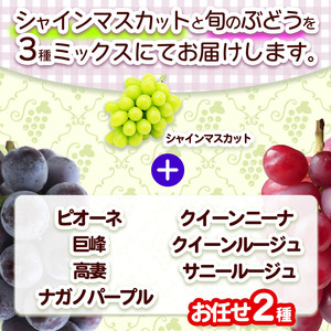 【先行受付】信州松本産　ぶどう3種MIXセット（シャインマスカット入り） 3～4房(約1.8kg) お任せセット 家庭用