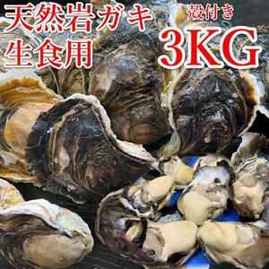 129.【先行予約】天然岩ガキ　3kg（殻付き）岩がき　牡蠣◇　※2026年6月～8月上旬頃に順次発送予定 ※北海道・沖縄・離島への配送不可
