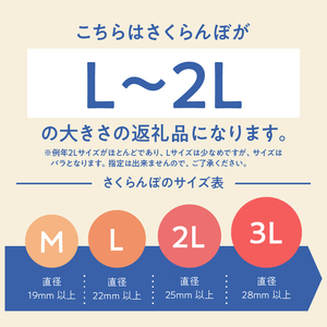 【2026年発送】大粒 さくらんぼ 1000g　さくらんぼ 佐藤錦 紅秀峰 [h052]