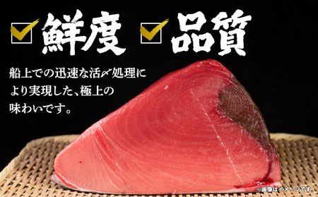 本マグロ切り落し 240g 1個80g 小分け 赤身 トロ 中トロ ヨネタ水産 冷凍 津軽海峡産 本まぐろ 鮪 船上活〆 新鮮 刺身 鉄火丼 海鮮丼 手巻き寿司 お手軽 簡単調理 産地直送 お取り寄せ グルメ 北海道 松前町 送料無料 MATK036