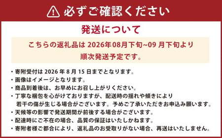 シャインマスカット1房 約600g 果物 くだもの フルーツ 熊本県産【2026年8月下旬発送開始】