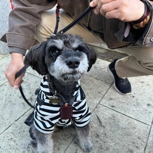 小～中型犬用スライドコントロールハーネス ベンズヌメ黒（ブッテーロ/ルガトショルダー） ブラックピンク