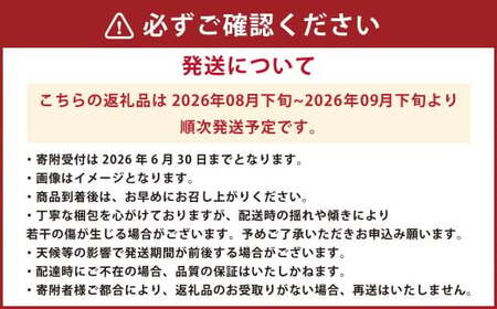 シャインマスカット2房 合計約1.2kg ぶどう ブドウ 葡萄 果物 くだもの フルーツ 【2026年8月下旬発送開始】