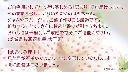 訳あり 白いちご 2kg【2026年3月発送開始】(茨城県共通返礼品：大子町)