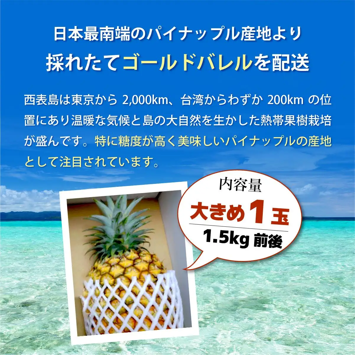 ゴールドバレルビッグな１玉セット