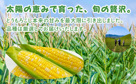 ≪先行予約≫とうもろこし 訳あり 10本 ~ 14本