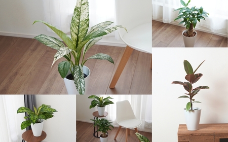 6号 観葉植物 1鉢 白陶器鉢植え