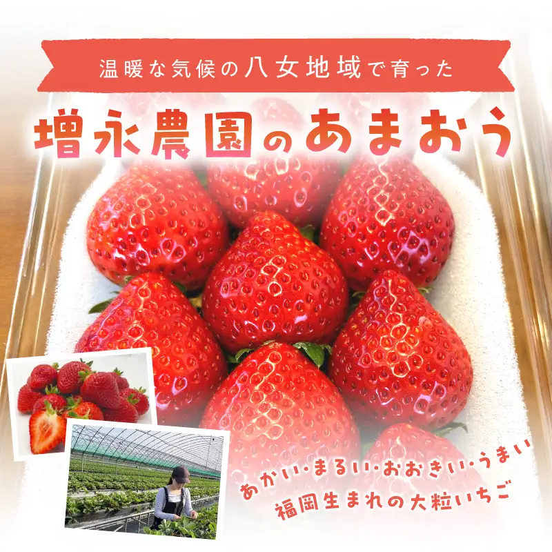 【増永農園】 あまおう 270g×2パック 【2027年1月より順次発送】 ジューシー フレッシュ 苺 果物 くだもの スイーツ作り 数量限定 イチゴ 期間限定 美味しい いちご 福岡県 八女市 190-001