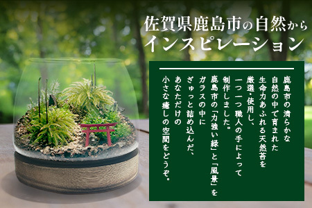H-53　苔テラリウム　手入れ簡単 癒やしのインテリア 卓上サイズ 誕生日 プレゼント雑貨 敬老の日 贈り物 観葉植物 初心者 鹿島市産 / mossty
