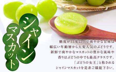 先行予約 シャインマスカット 約1,050g ぶどう 葡萄 ブドウ マスカット 果物 フルーツ 【2026年8月上旬～9月下旬発送】
