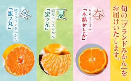 高級みかん 食べ比べ定期便 3回 春夏冬 みかん