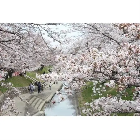 【返礼品なし】高田千本桜や大和高田市内の都市公園などの桜への寄附　1口:20,000円