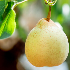 梨 2026年  家庭用  ヤーリ― （6～13玉）約4kg 箱青秀 【岡山県産 フルーツ ギフト 石原果樹園】