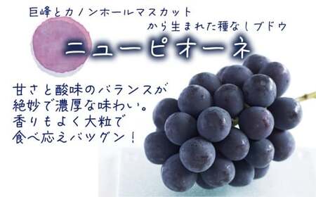 ニューピオーネ １房【500g以上】 種無しピオーネ 【hana079-01】