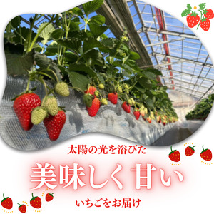 甘さ濃厚 ジューシーいちご２パック 千葉県船橋市産 よつぼし おいCベリー 紅ほっぺ やよいひめ