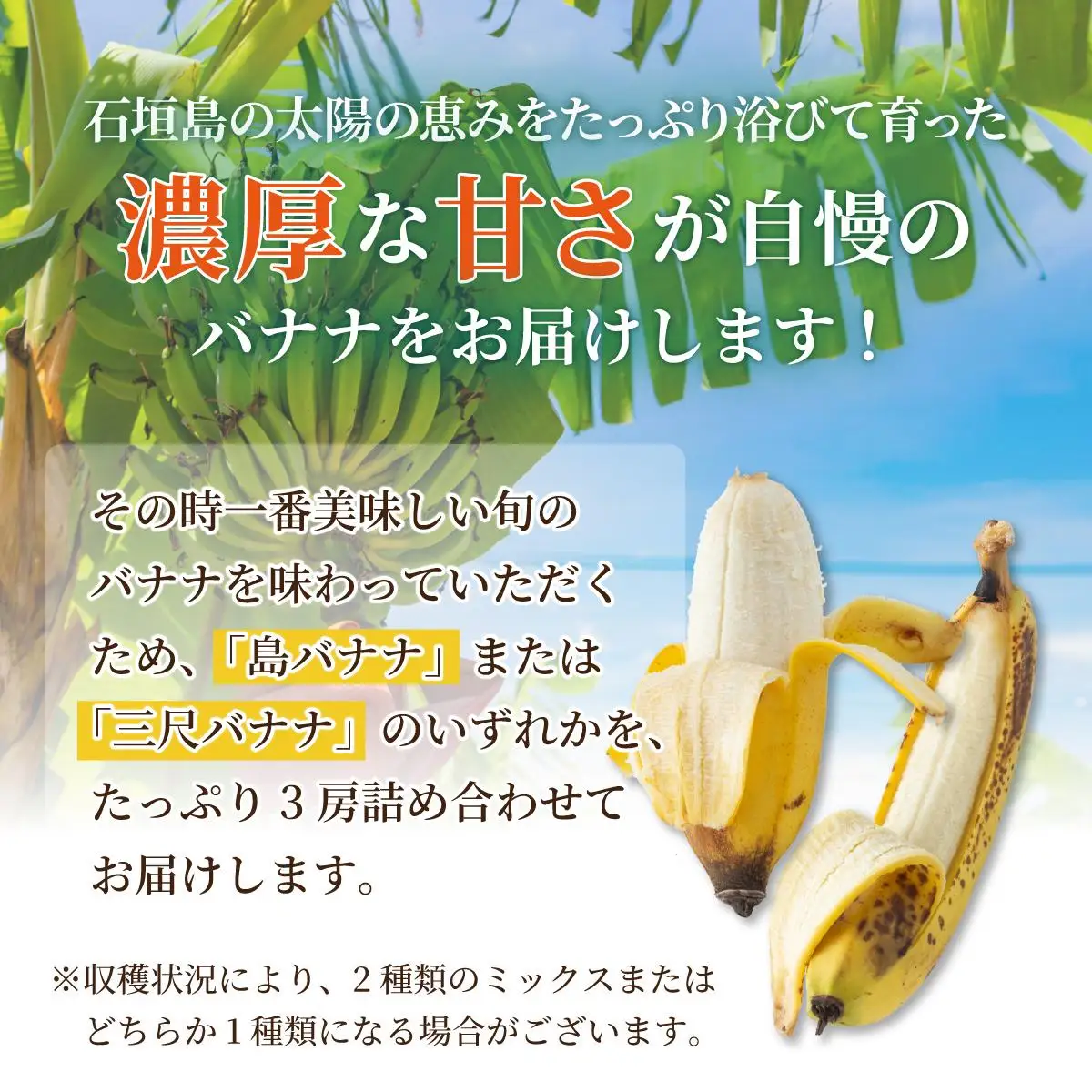 ＜訳あり＞ 大満足！石垣島産バナナ3房 