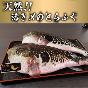 篠島産 天然 とらふぐ 鍋用 ぶつ切り 2~3人前 500g 冷凍