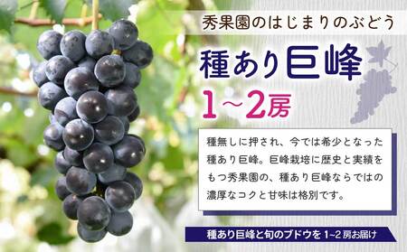 【先行受付2026年発送】巨峰栽培70周年記念セット（巨峰と旬のおすすめ品種、計2～4房、約1.2kg～1.5kg）｜秀果園　※2026年9月中旬〜10月中旬順次発送
