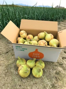 【期間限定】島玉ねぎ（新玉ねぎ）10kg　◆発送3月～