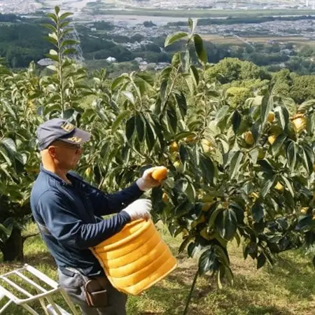 柿【先行受付】柳フルーツ園(訳あり)たねなし柿 約7.5kg_柿　たねなし柿　橋本市産柿　渋柿_【1077001】
