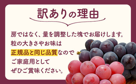 先行予約 訳あり人気の黒ぶどう(巨峰orブラックビート)約600g葡萄ぶどうブドウZFO007