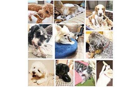 エゾ鹿の角ガム 22cm 大型犬用 半割り 2個 北海道産 国産 無添加 犬用ガム 天然鹿角 長持ち デンタルケア ペット おやつ F5F-0065